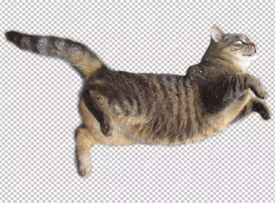 Free Premium PNG Close up on adorable kitten ugly style pose transparent background 