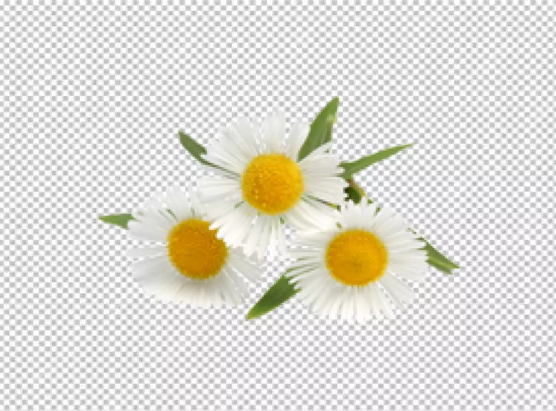 Free Premium PNG Close up on beautiful flower