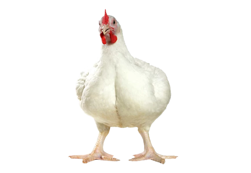 Free Premium PNG Close up on chicken PHOTO PNG