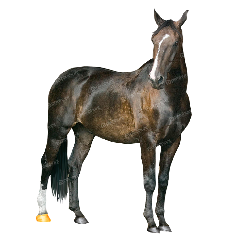 Free Premium PNG Close up on horse in nature