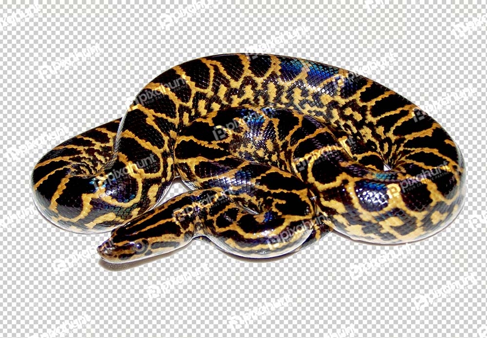 Free Premium PNG Close up photo of huge and dangerous yellow black anacondas