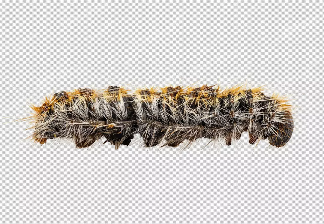 Free Premium PNG Close-up photograph of a caterpillar brown and hairy with a segmented body