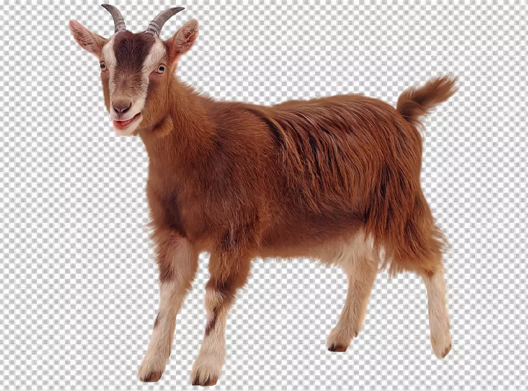 Free Premium PNG Close-up portrait of a goat transparent background 