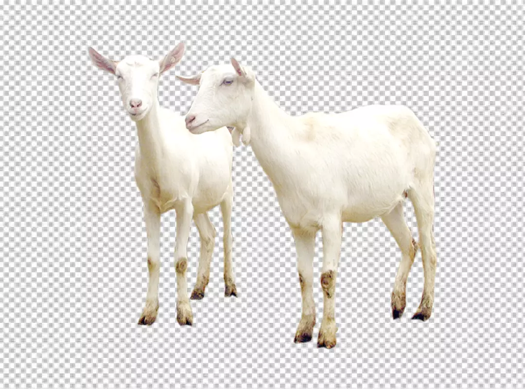Free Premium PNG Close-up portrait of goat