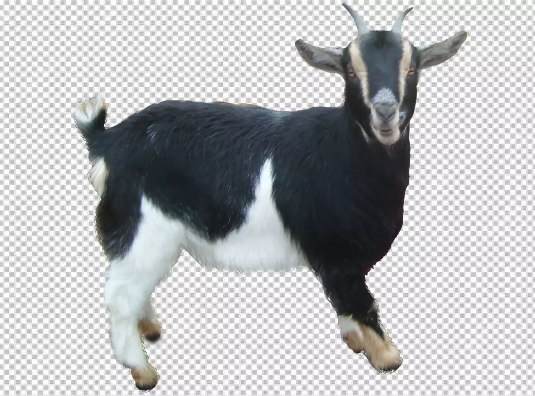 Free Premium PNG Close-up portrait of goat png