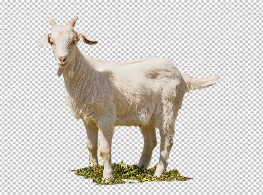 Free Premium PNG Close up rural farm growing goat