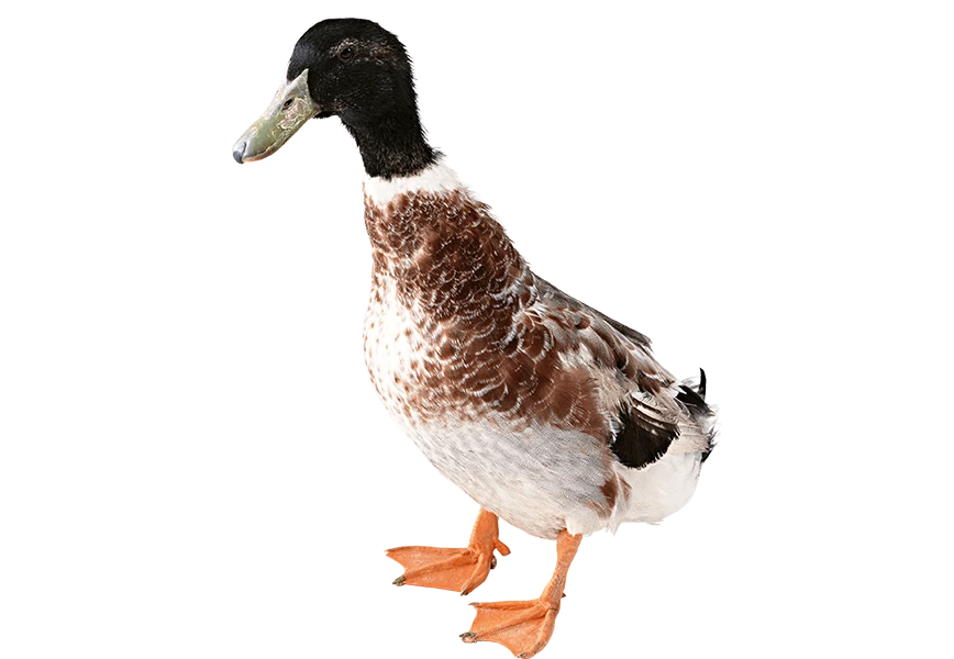 Free Premium PNG Colourful Duck from front View 