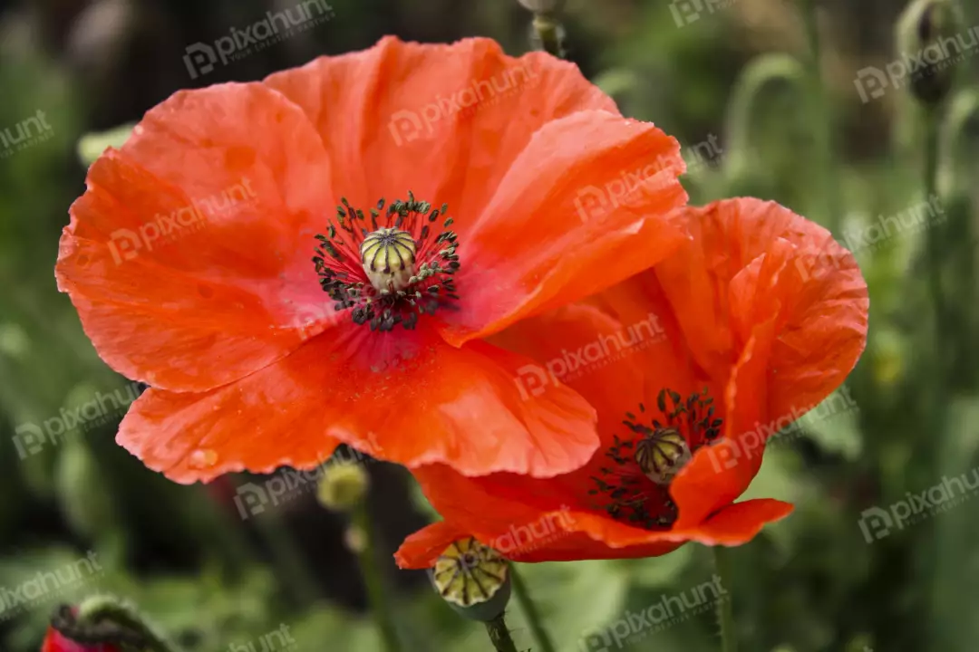 Free Premium Stock Photos contains two red poppies