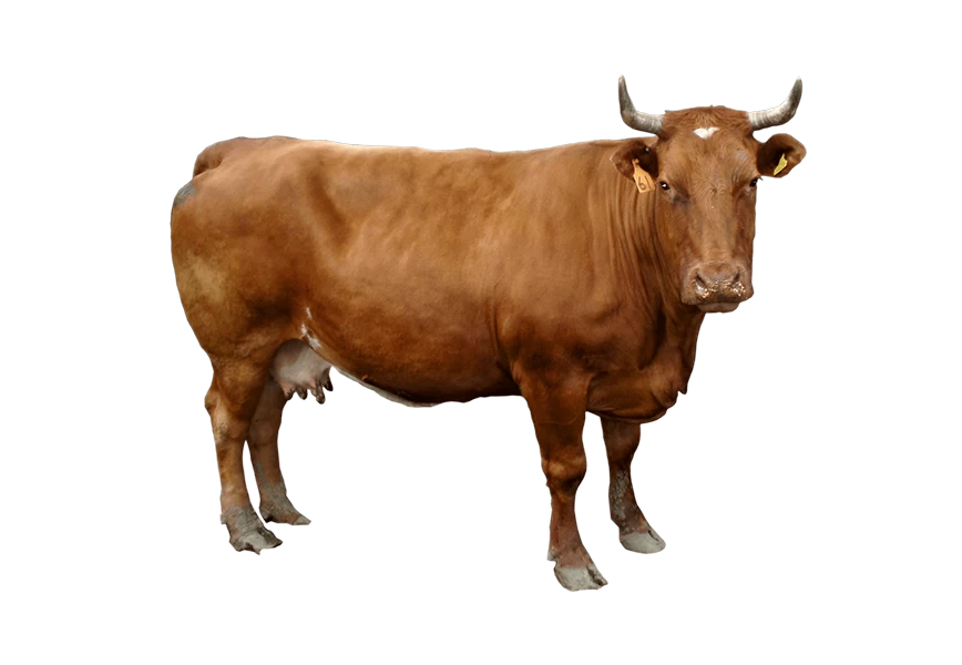 Free Premium PNG Cows standing on transparent background