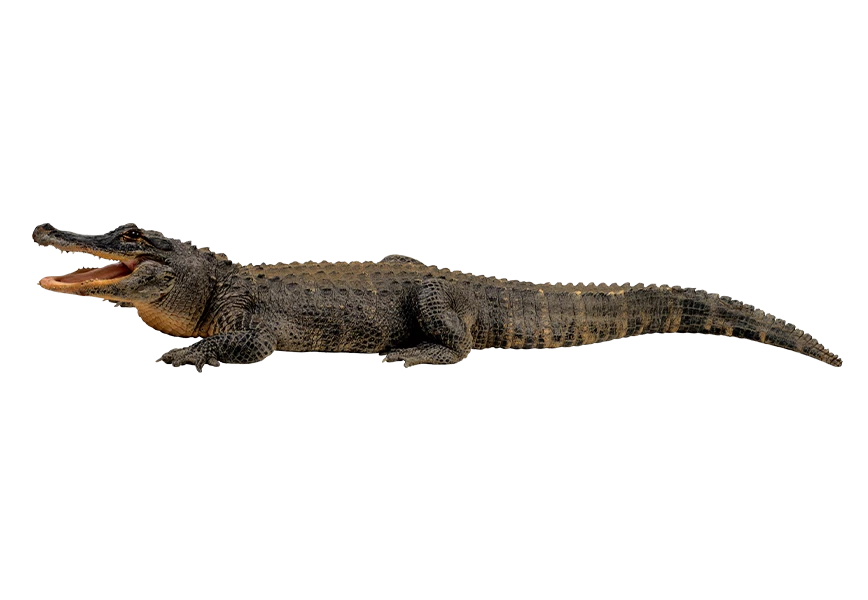 Free Premium PNG Crocodile from side lying on ground