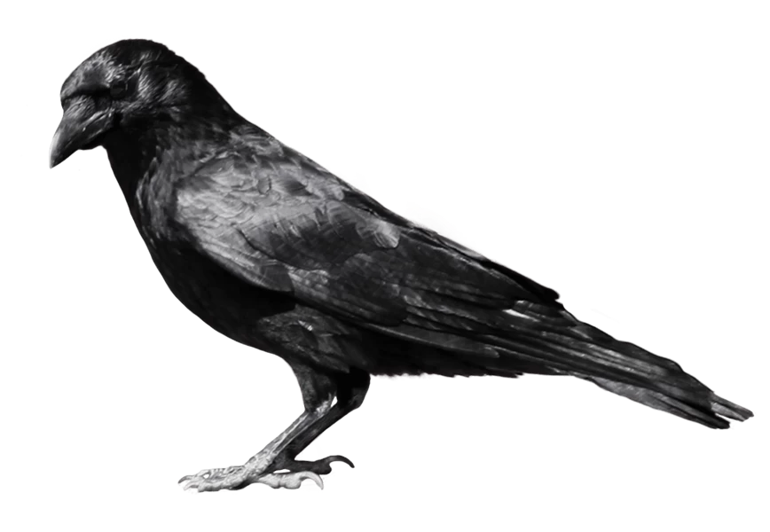 Free Premium PNG crow from side View | Also crow sleep
