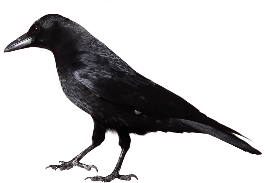 Free Premium PNG Crow from Side View | Animal Full Of Darkness