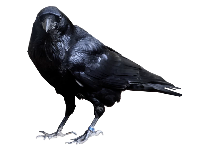 Free Premium PNG Crow looking into camera