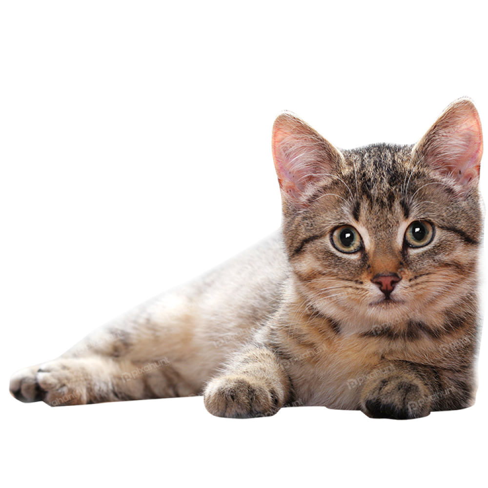 Free Premium PNG Cute brazilian shorthair breed cat isolated on transparent background