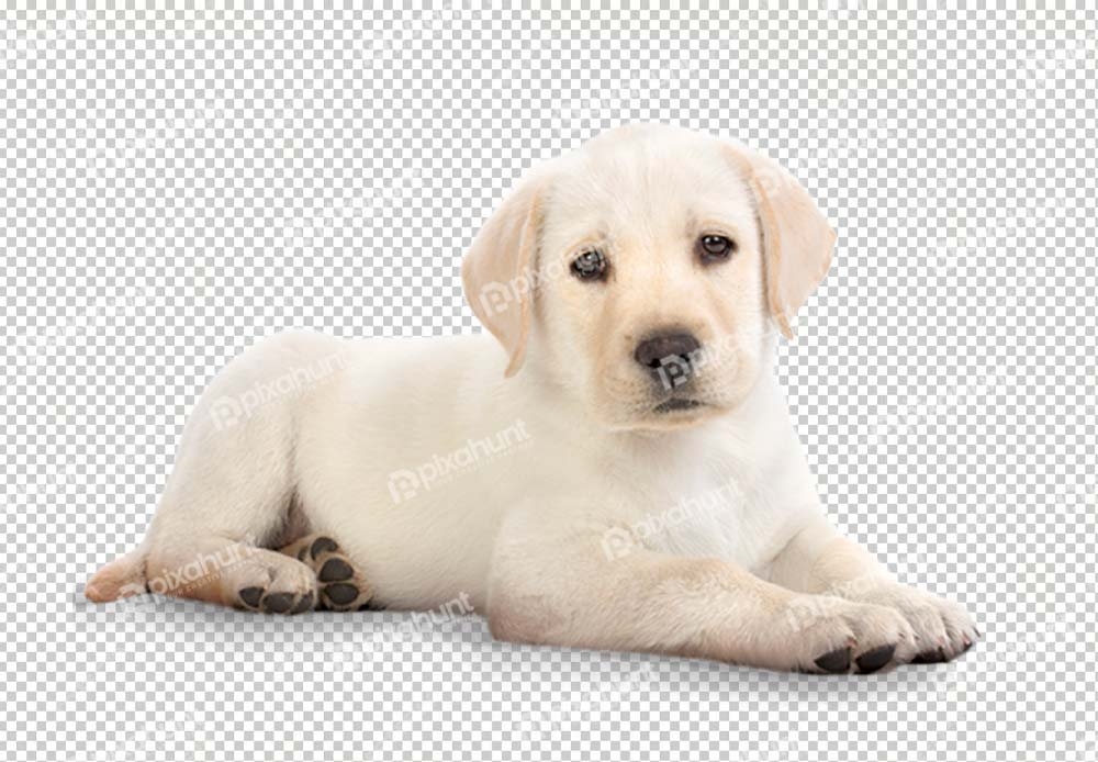 Free Premium PNG Cute Dog golden retriever | golden retriever dog lying against