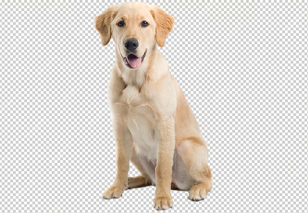 Free Premium PNG cute golden retriever Dog