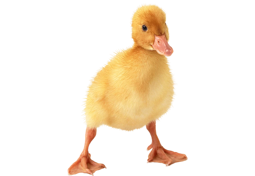 Free Premium PNG cute little duckling | The duckling has just learned to walk