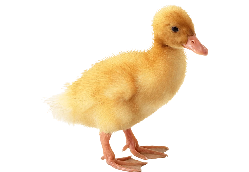 Free Premium PNG cute little Duckling