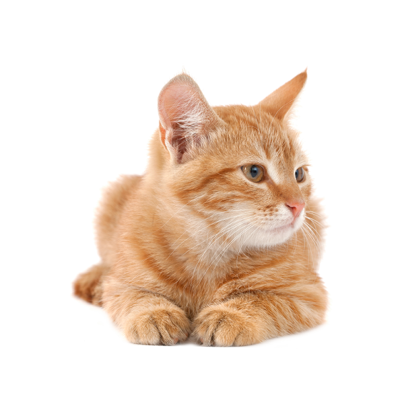 Free Premium PNG Cute Red Kittens download PNG Background Red Kittens, Red Kittens png