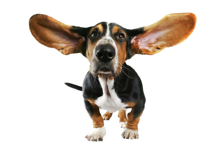 Free Premium PNG cute small dog with flying ears