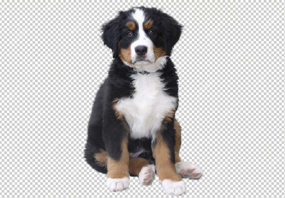 Free Premium PNG Cute sweet puppy of king charles spaniel cute dog or pet posing with ball on white