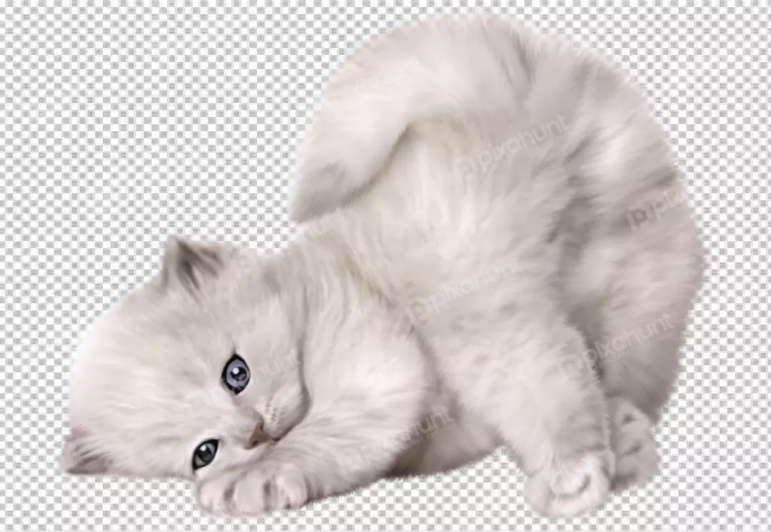 Free Premium PNG Cute white color cat innocent pose transparent backgroud