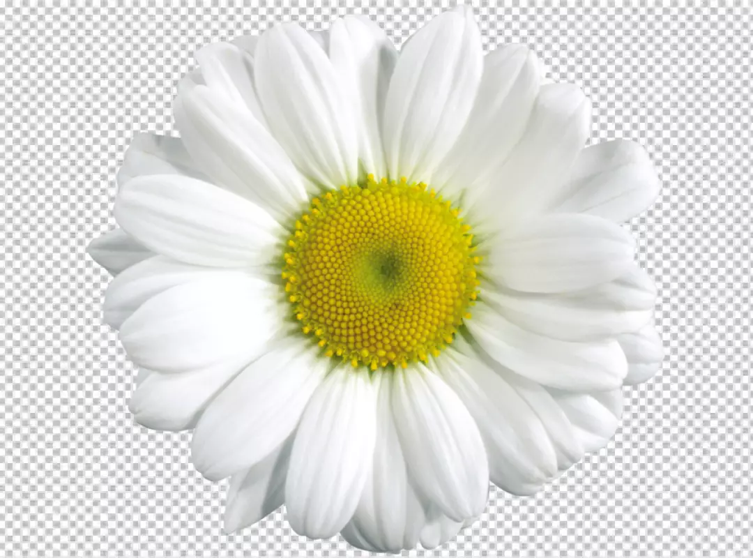 Free Premium PNG Daisy element in PNG format with transparent background