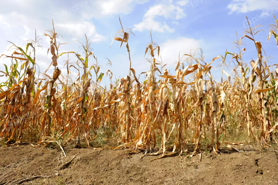 Free Premium Stock Photos Dry corn stalks and cracked soil in hot summer drought in corn field