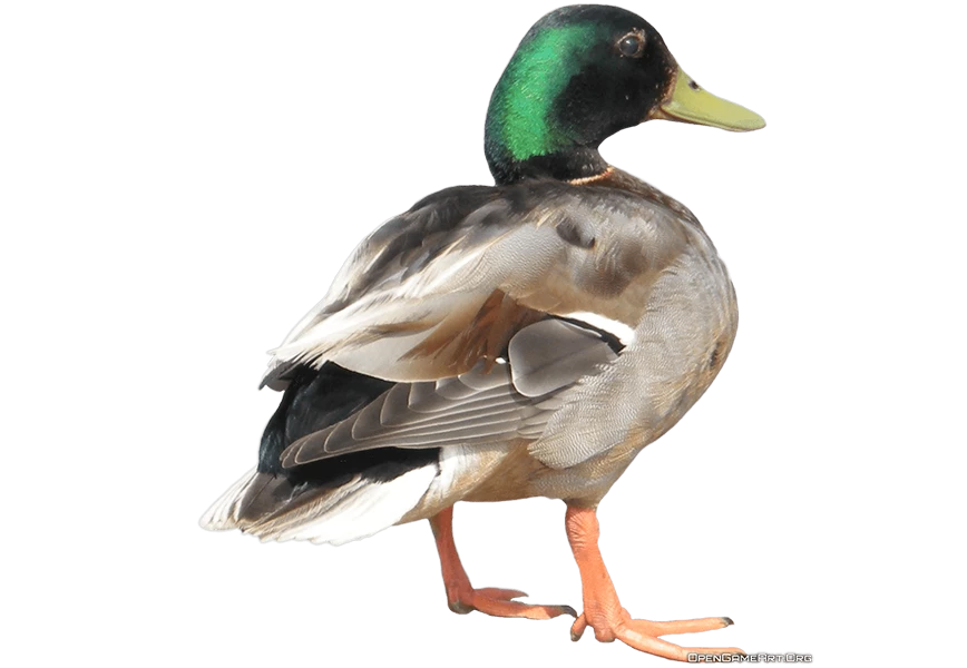 Free Premium PNG duck from behind