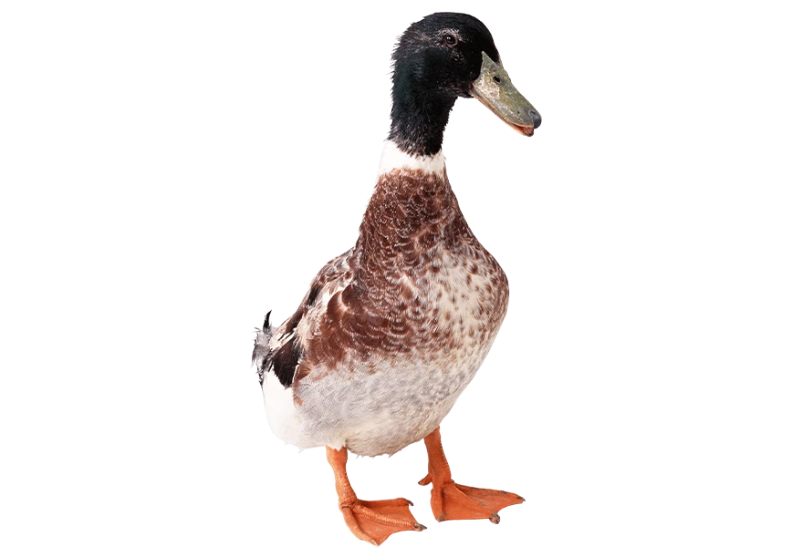 Free Premium PNG duck from front View | One brown duck isolated