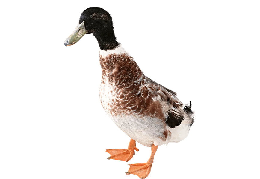 Free Premium PNG Duck from looking left site