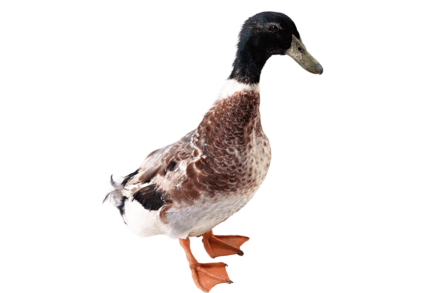 Free Premium PNG Duck from side View