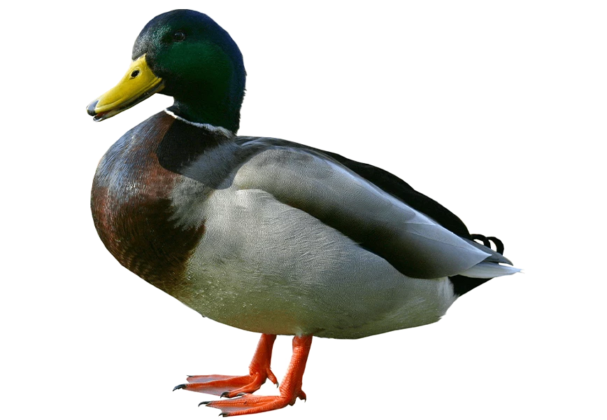 Free Premium PNG Duck from site View | Colourful mallard duck isolated