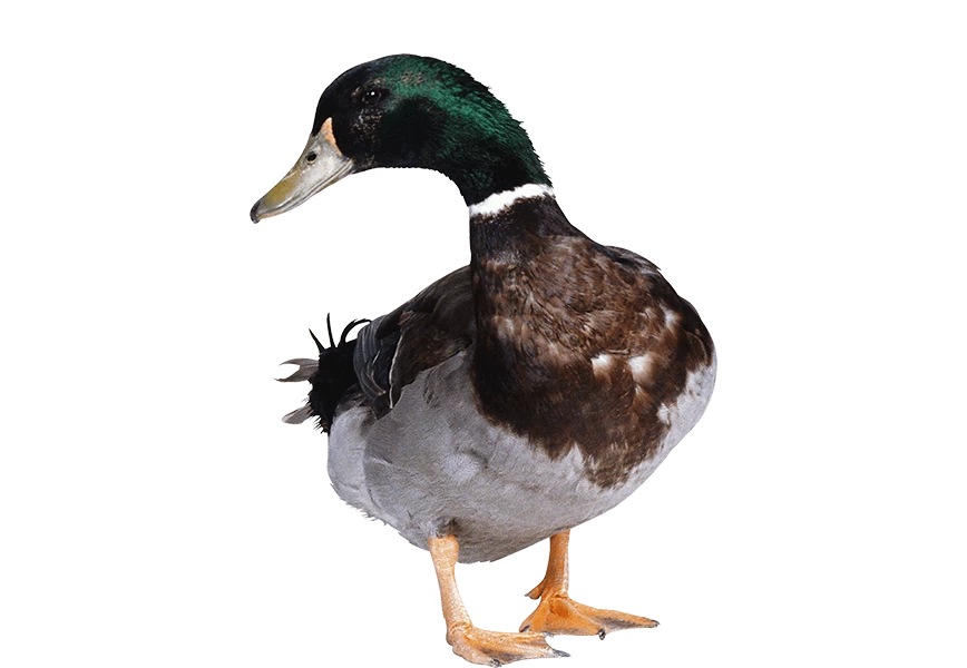 Free Premium PNG Duck looking to back side From Front View