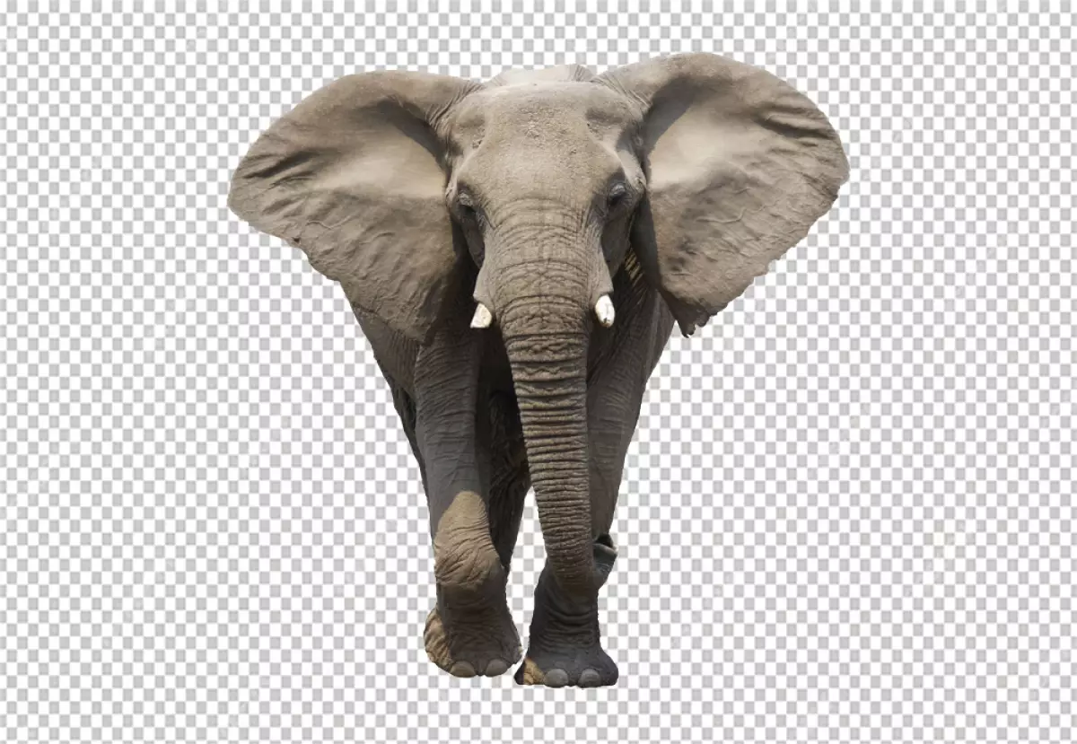 Free Premium PNG Elephant is facing the camera with its left foot raised and its right foot planted on the ground