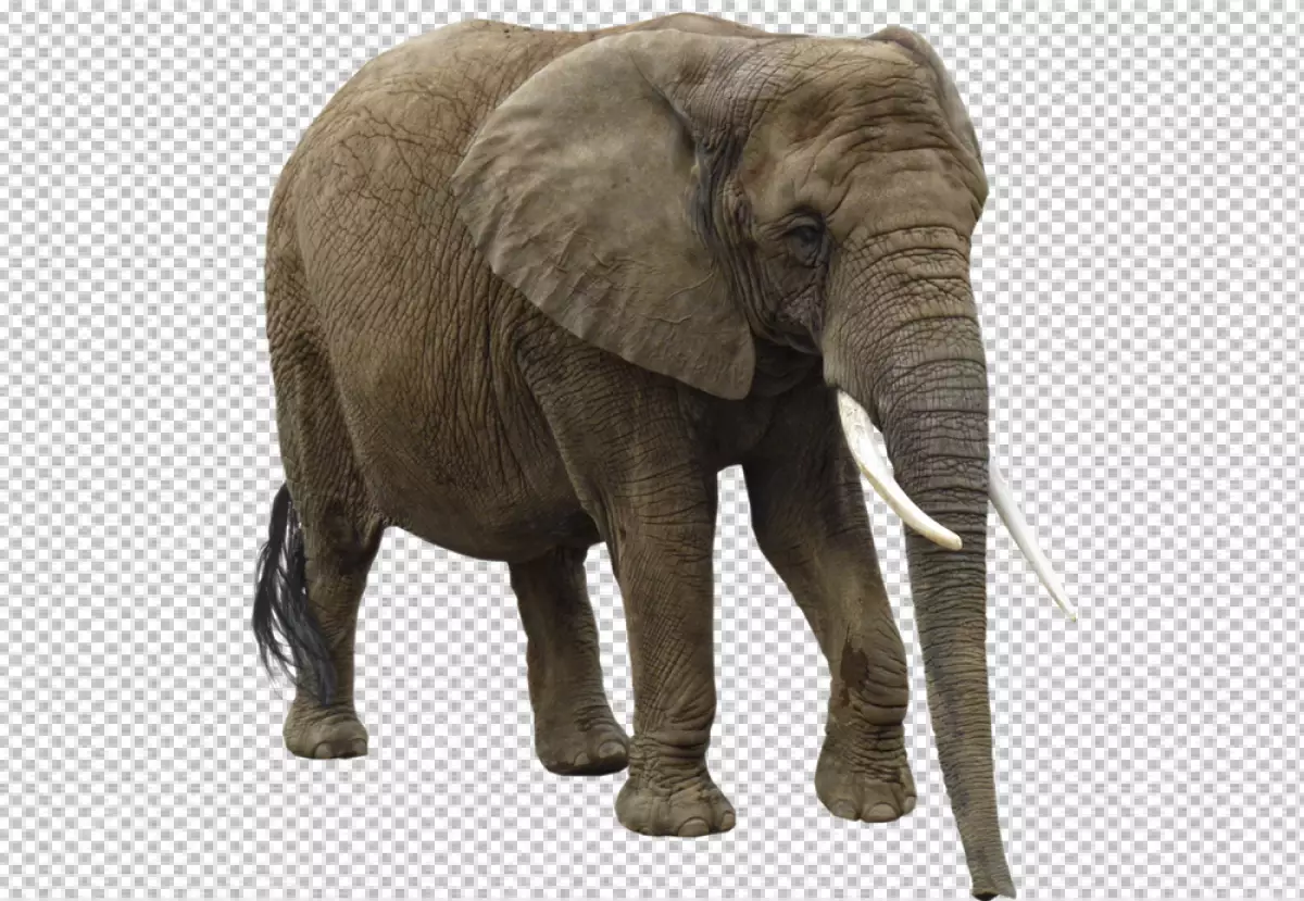 Free Premium PNG Elephant's left ear is facing forward and its right ear is facing backward