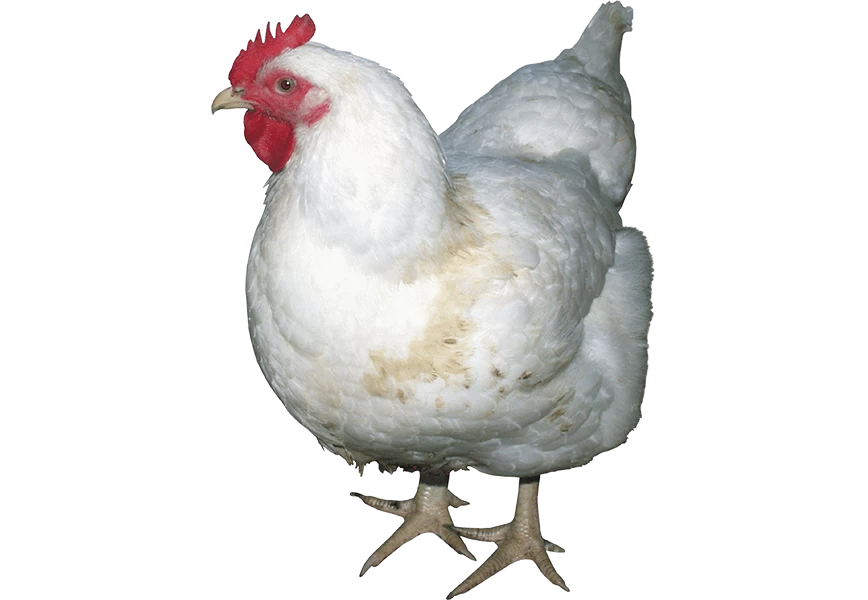 Free Premium PNG Farm chickens are raised at a 45 degree angle which looks different