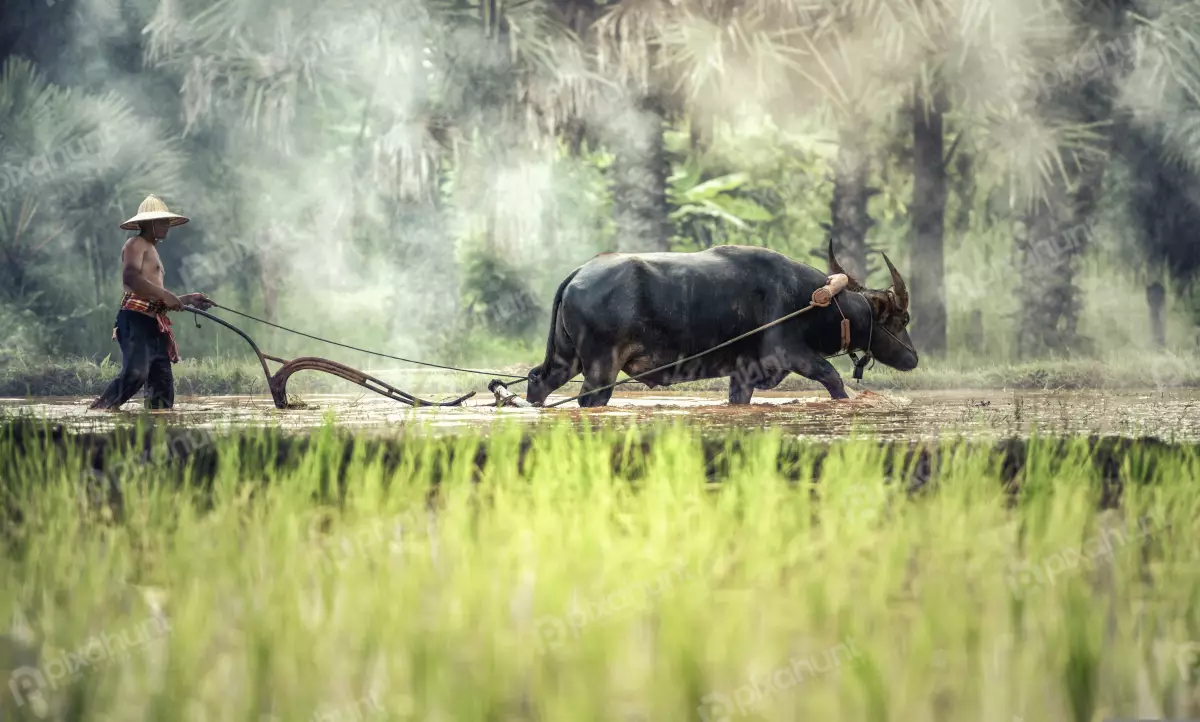 Free Premium Stock Photos Farmer plowing a field with a water buffalo and walking behind the plow holding the plow handles