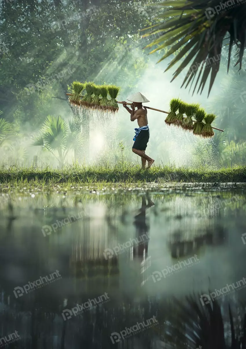 Free Premium Stock Photos Farmer walking in a flooded rice field and carrying a large bundle of rice seedlings on his shoulders