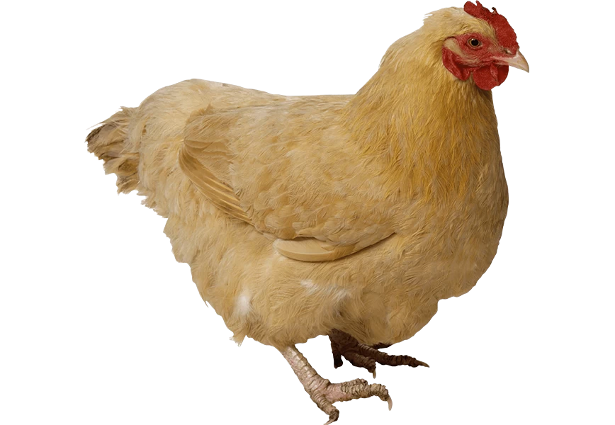 Free Premium PNG Fat yellow chicken