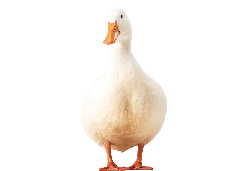 Free Premium PNG female geese isolated
