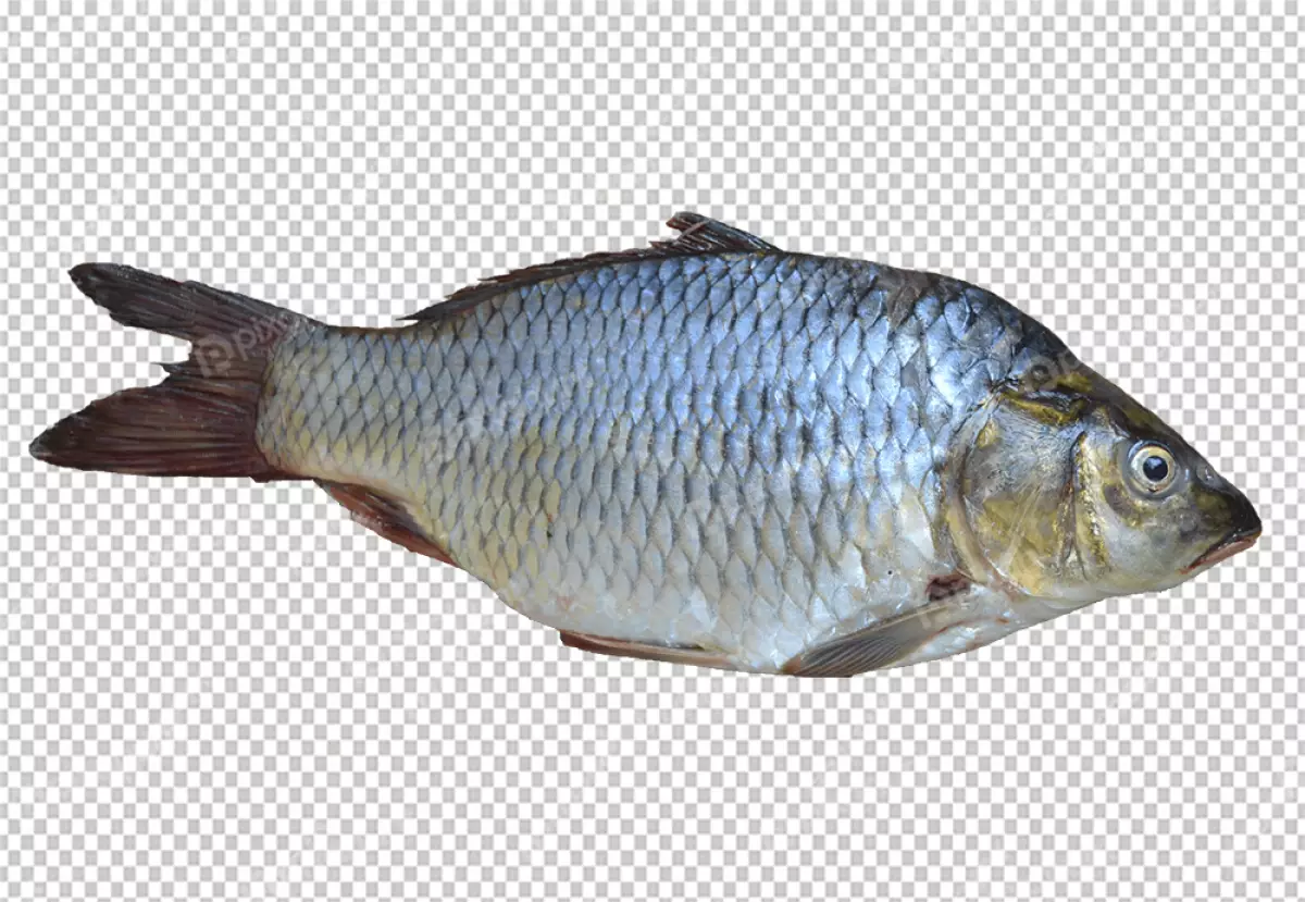 Free Premium PNG Fish is a dark gray color, with a white belly