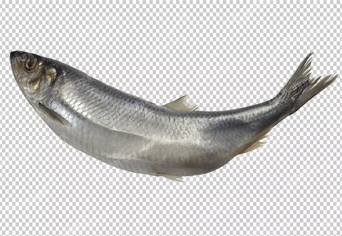 Free Premium PNG Fish is silver in color, with a white belly