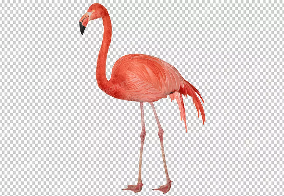 Free Premium PNG Flamingo is plumage is a vibrant pink color, and its long, thin neck is curved downward