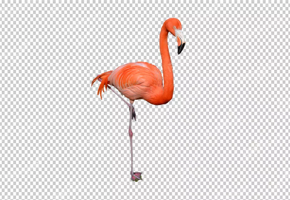 Free Premium PNG flamingo is standing on one leg in a graceful pose