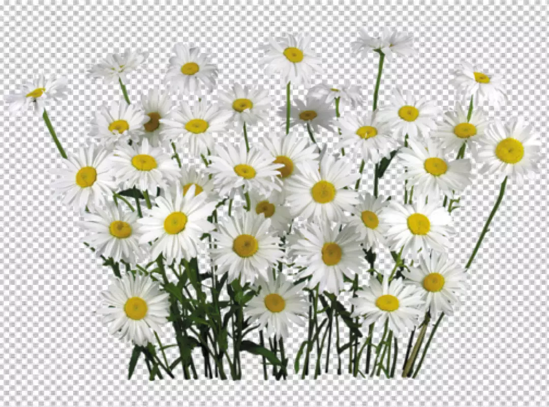Free Premium PNG Flower isolated on transparent background