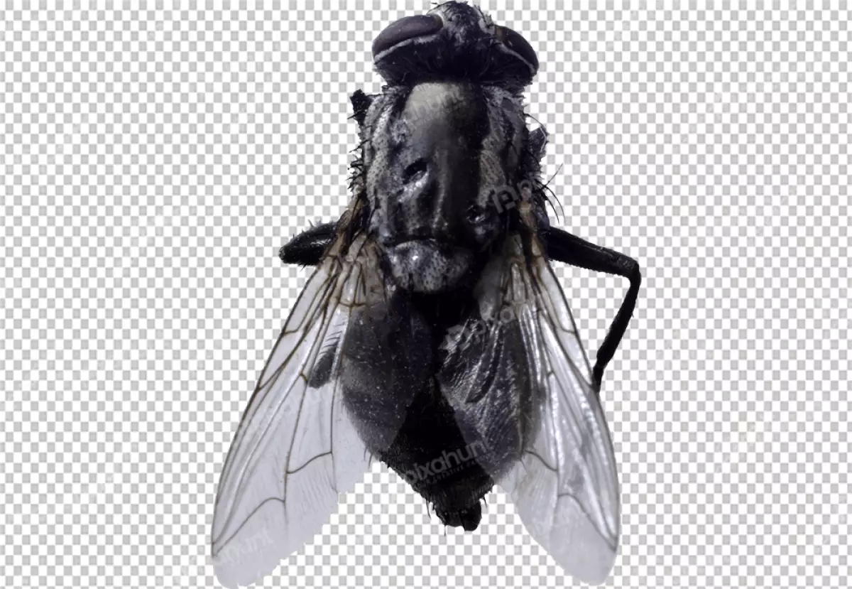 Free Premium PNG Fly insect is positioned at a 45-degree angle, with its head facing the left
