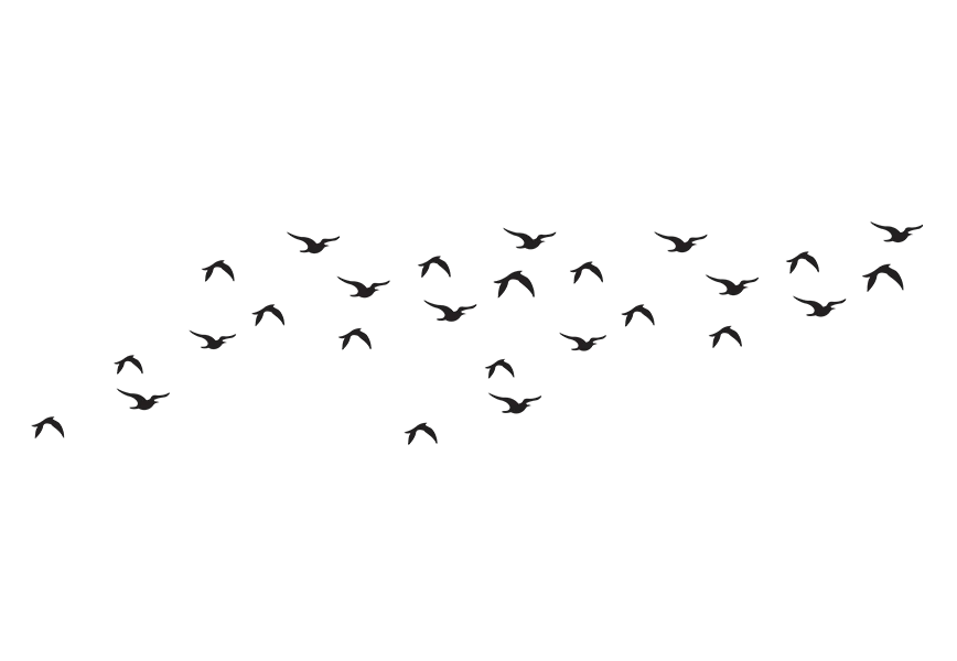 Free Premium PNG Flying flock of birds, black silhouette PNG