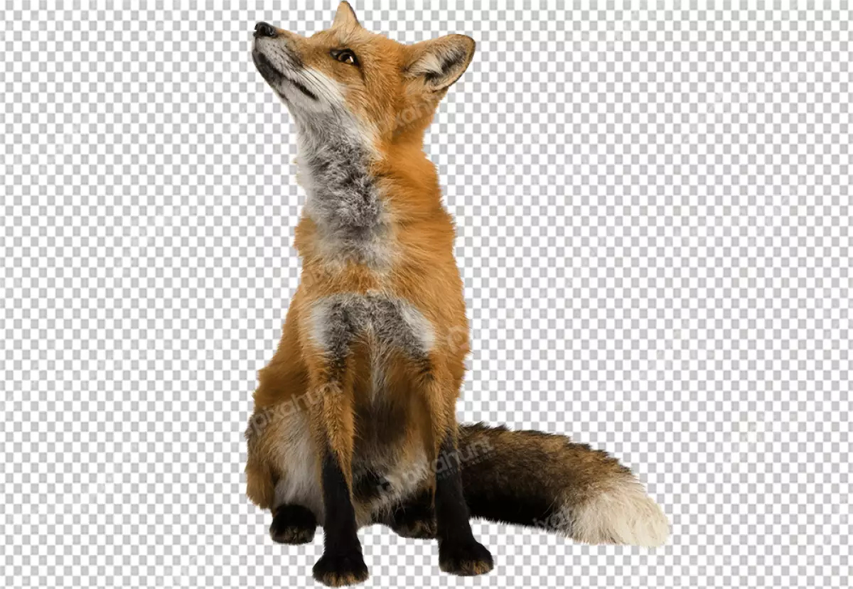 Free Premium PNG Fox sitting and looking in the sky