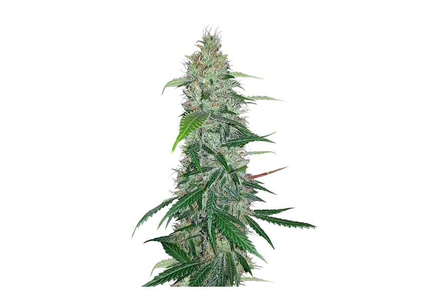 Free Premium PNG Fresh and vibrant green marijuana leaves 